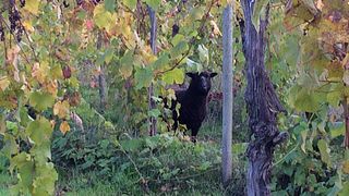 Degustazione di vini e visita alla cantina Freed Estate