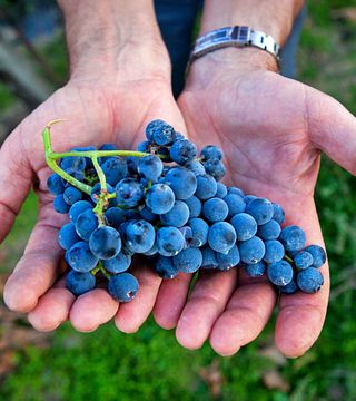 Vigne Mastrodomenico