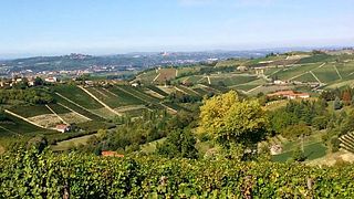 Dégustation de vins au sommet de la colline d'Abellonio Roberto - Cascina Piccaluga