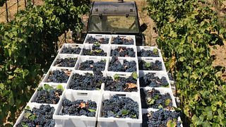 Visite et dégustation de vins à Quinta do Paral