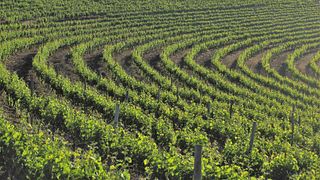 De Waal Wines
