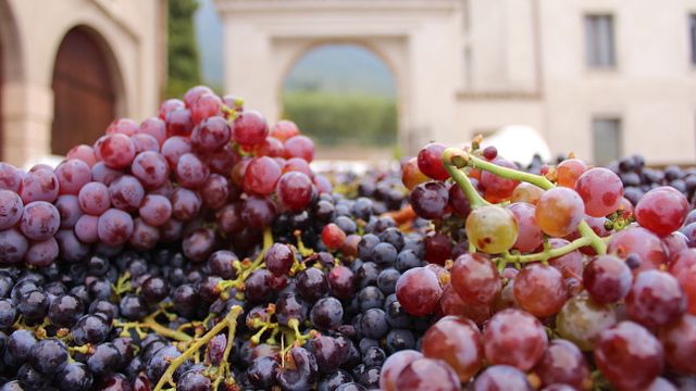 Eine Reise zu den repräsentativsten Weinen des Gebiets und des Unternehmens