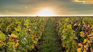 Degustação de Veuve Clicquot e excursão privada divertida em Champagne