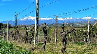 Enjoy Marche Magic: Organic Wines & Piceno Terroir