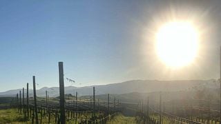Spaziergang durch den Weinberg mit einem Glas Wein