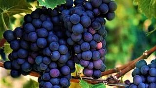 Weinprobe und Tour in Sancin