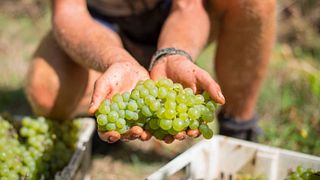 Degustazione di vini e tour presso l'azienda vinicola Happs Estate