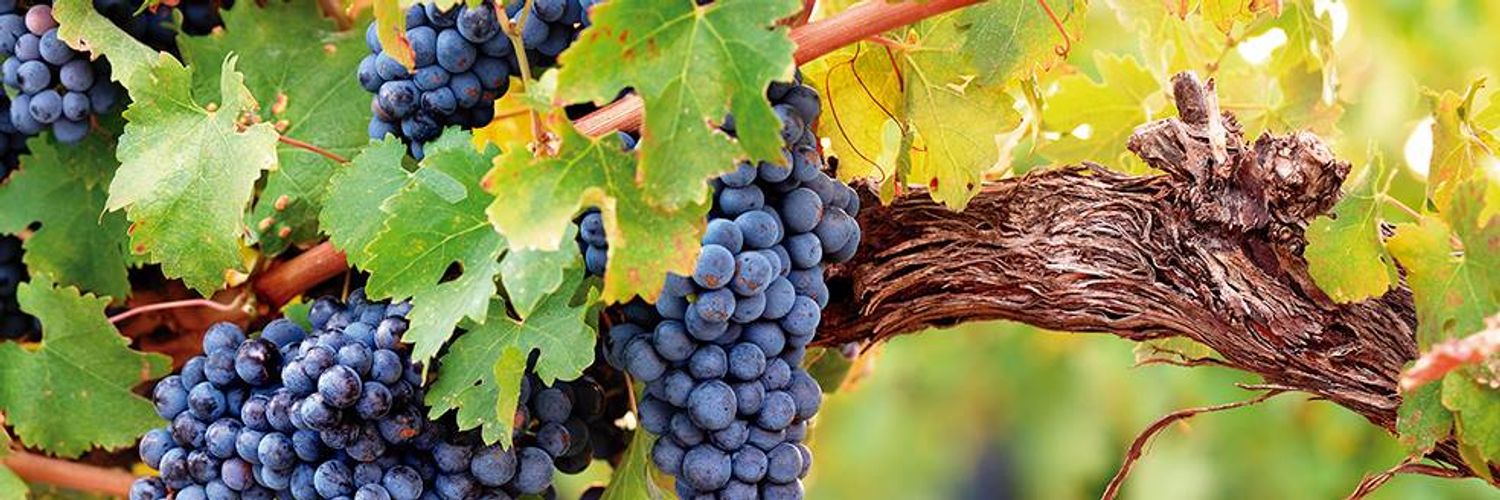 Biopaumerà - black grapes