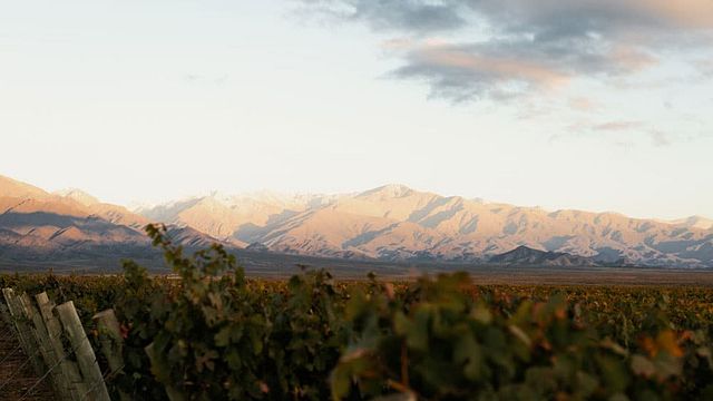 Bodega DiamAndes