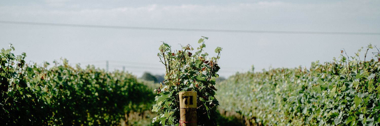 Vines 4