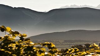 Dégustation de vins et visite à la Cantina Girlan