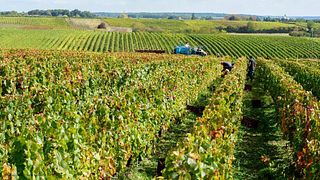 Cata de vinos y visita guiada en Domaine Sauvète