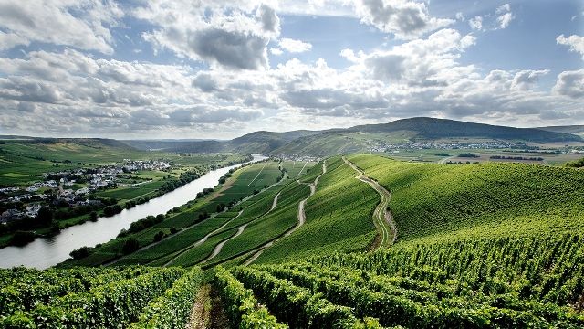 Cata de vinos y visita guiada en Weingut Karl Veit