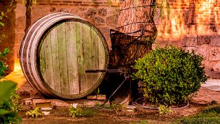 Dégustation de vins et visite au musée du vin de Markou