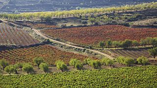 Degustazione di vini e tour alle Bodegas Marqués de Reinosa