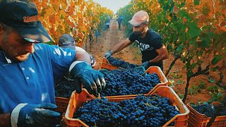 Botrugno Sergio Azienda Vitivinicola