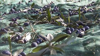 Visita guiada e degustação de vinhos Patoinos