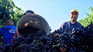 La quête du juste équilibre au sein de la société agricole Podere Giardino