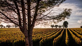 Cata de vinos y visita a la Azienda Agricola Bocale