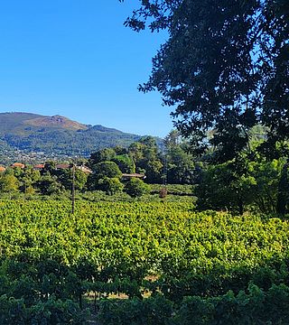 Monção & Melgaço - Alvarinhos vinområde | Vinhos Verdes (PARTUR)