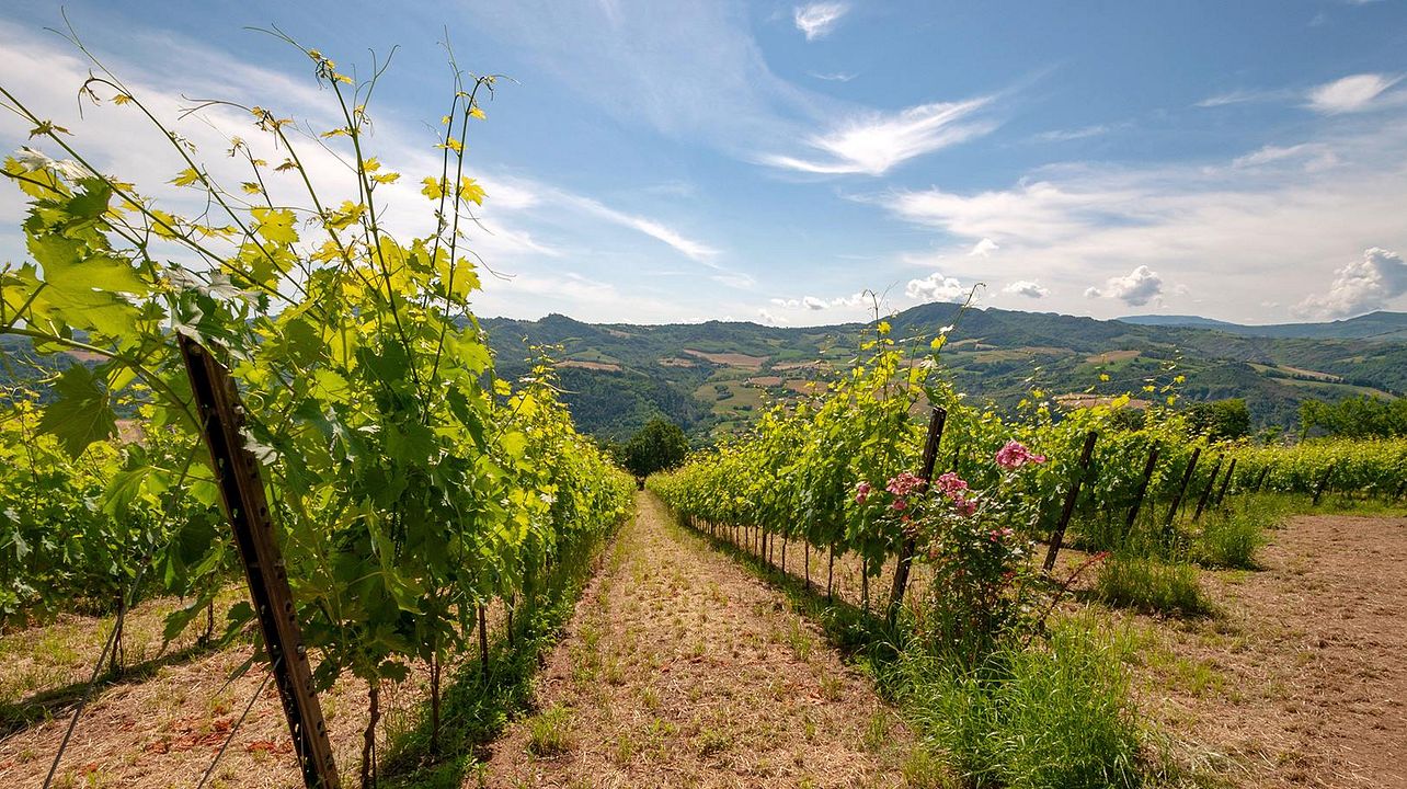 Castello Montesasso Winery