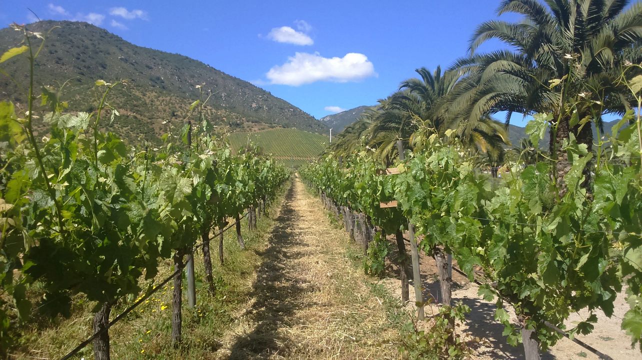 Visite des vins de la vallée de Casablanca