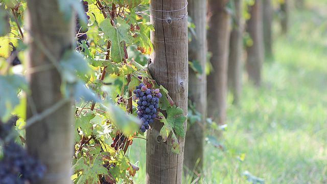 Piedmont Harvest & Wine Tour at Dogliani Il Generale