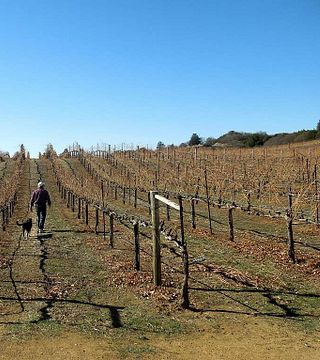 Degustazione di vini e tour presso BobDog Wines
