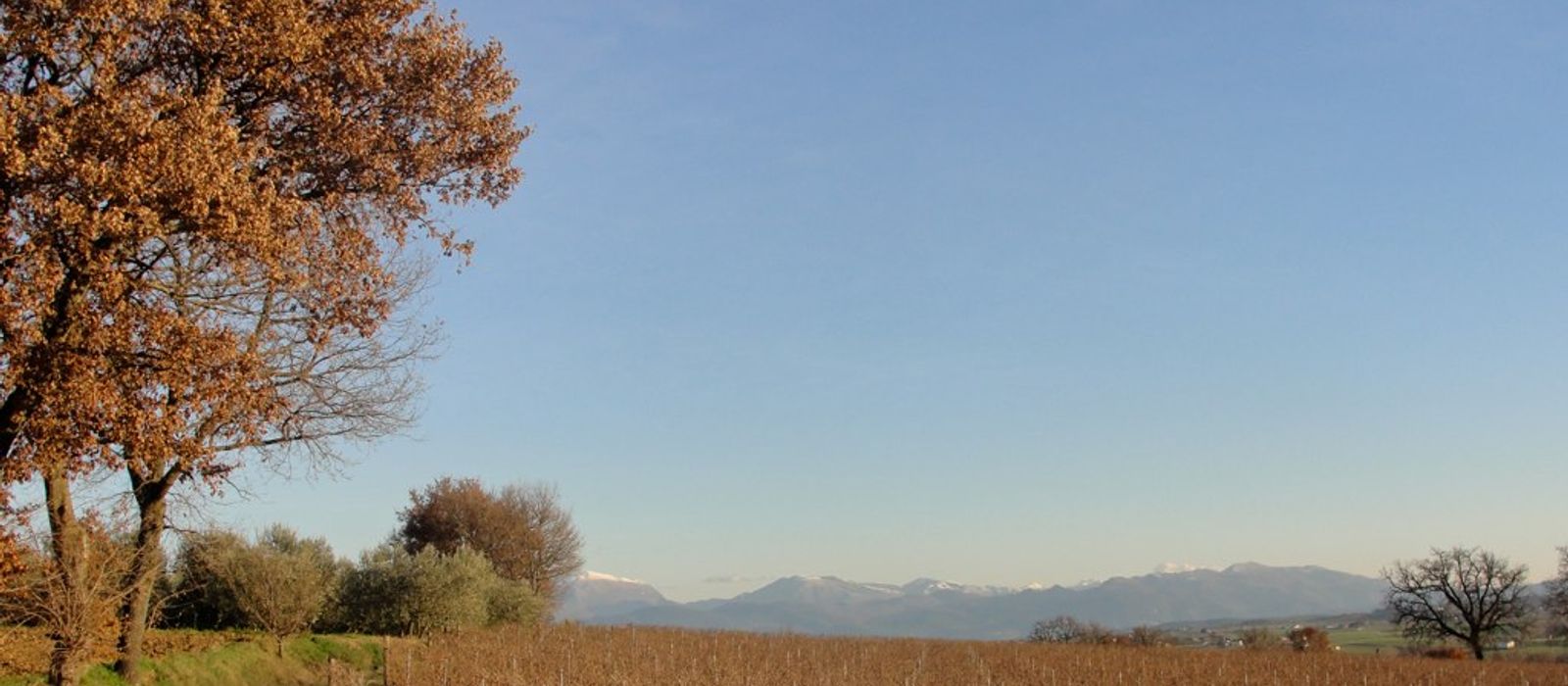 Anteprima Sagrantino
