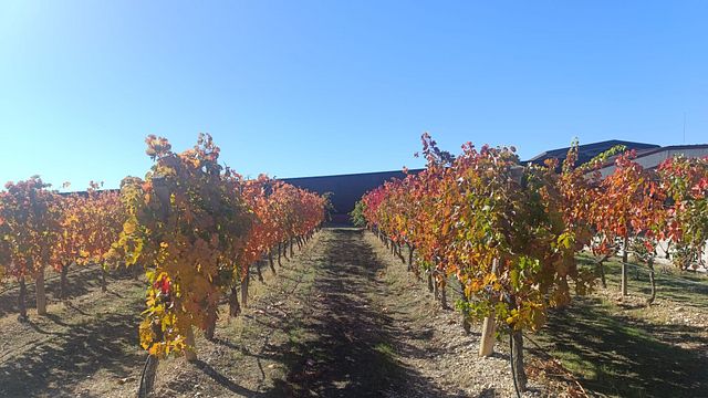 Ribera del Duero Tour: Drei Weingüter und Mittagessen ab Madrid