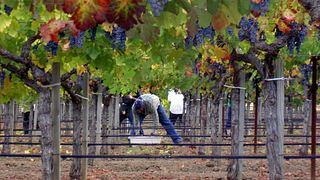 Weinprobe und Führung bei Familie Volker Eisele