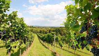 Puddicombe Estate Wines 