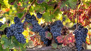 TODOS OS VINHOS TINTOS