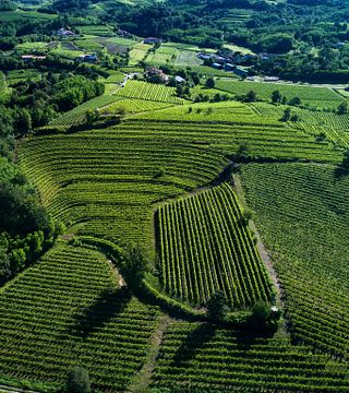Friuli-Venezia Giulia: Borgo Conventi Wine Elegance