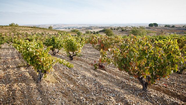 Dégustation de vins et visite des Bodegas Viña Mayor