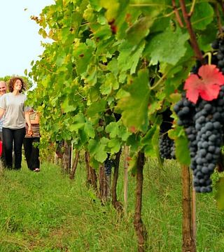 Visita e degustazione di vini presso I Cacciagalli