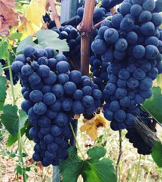 Dégustation de vins et visite de la cave Vinicola Attanasio