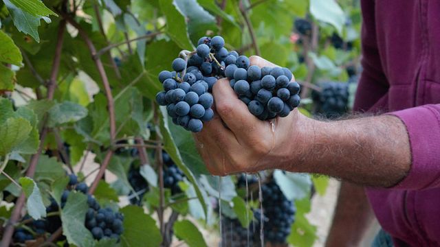 Degustação de vinhos populares e tour no Prime Alture Winery & Resort
