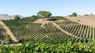 Winery Tour and Premium Wine Tasting