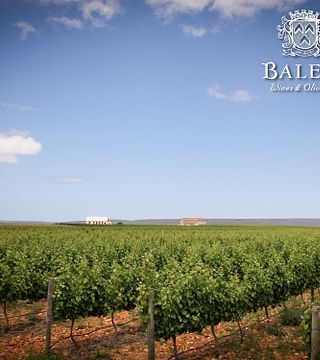 Baleia Wines & Olive Oil