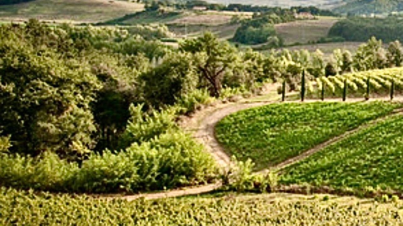 Le Palaie Winery