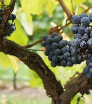 Dégustation de vins et visite du domaine viticole Sutton Forest Estate