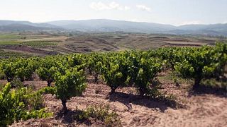 Dégustation de vins et visite des caves Horola