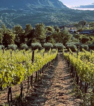 Stefania Barbot Winery
