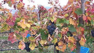 Dégustation de vins et visite du domaine viticole Dragomir