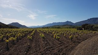 Wine Tasting and Tour at Domaine Mas De Lavail