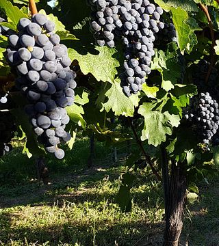 Degustação de vinhos e tour na vinícola Wimberger