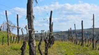 Degustazione di vini e tour presso Steras Wines