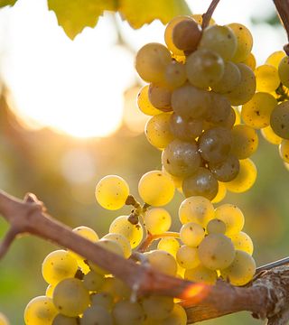 Weinprobe im Weingut Bardorf