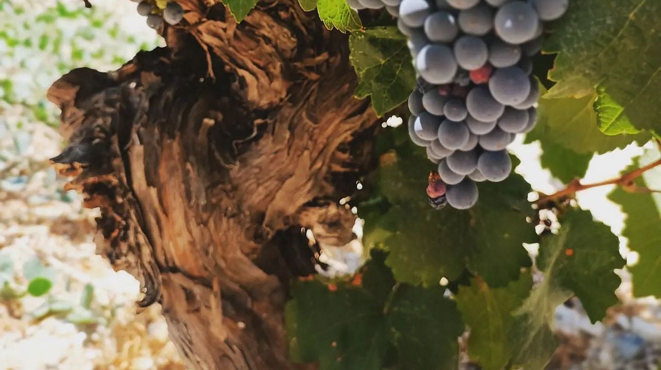 Cyprus Taste Tours